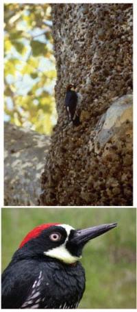 Acorn Woodpecker