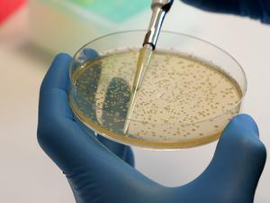 Researchers discover an unprecedented mechanism for weakening a bacterium responsible for food poisoning