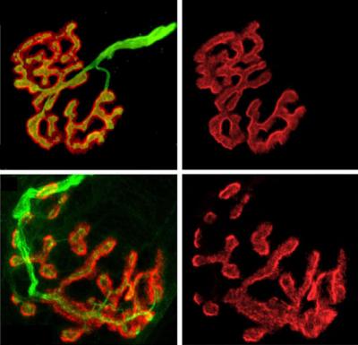 Segmented Synapses