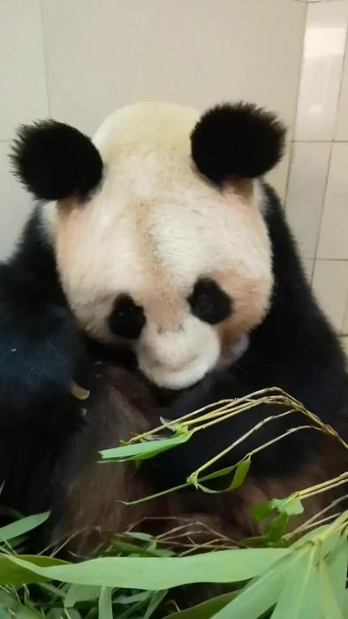 mother panda washes noisy cub