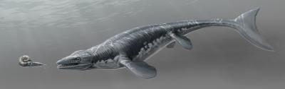 <i>Platecarpus</i> Illustration