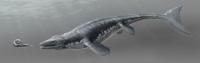 <i>Platecarpus</i> Illustration