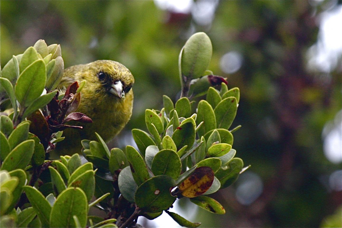 'Akeke'e
