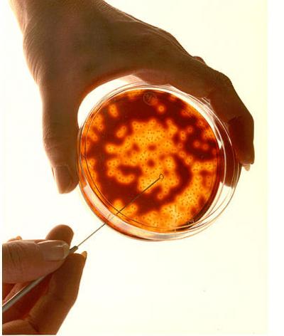 Petri Dish
