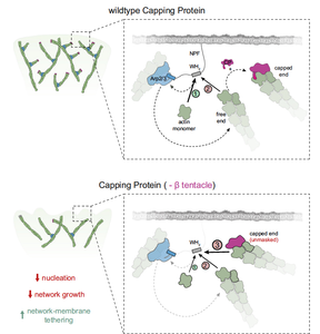 Mechanism regulating the production of new actin filaments