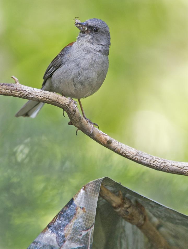 How Do Young Birds Know When to Leave the Nest? (4 of 5)