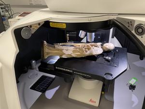 Ivory study image 4