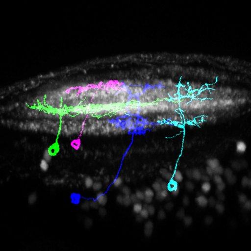 Cells in the Zebrafish Tectum