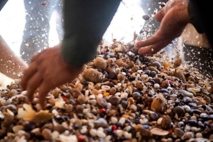 Seed mix for forest restoration in the Amazon, Brazil.