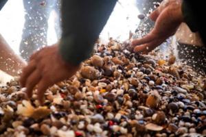 Seed mix for forest restoration in the Amazon, Brazil.