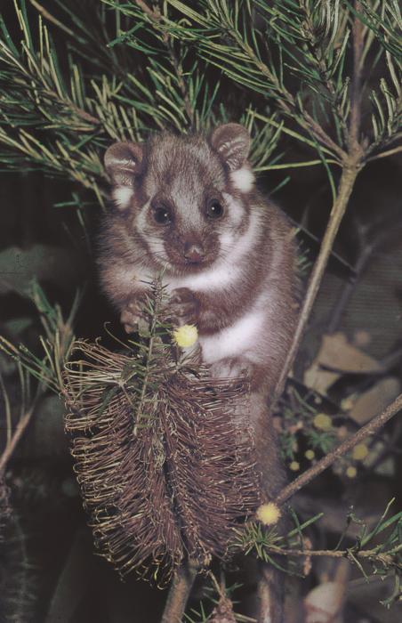 A ringtail possum in Melbourne, Australia