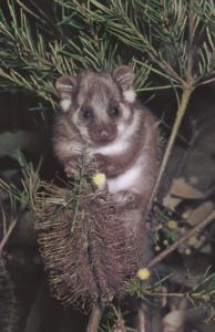 A ringtail possum in Melbourne, Australia