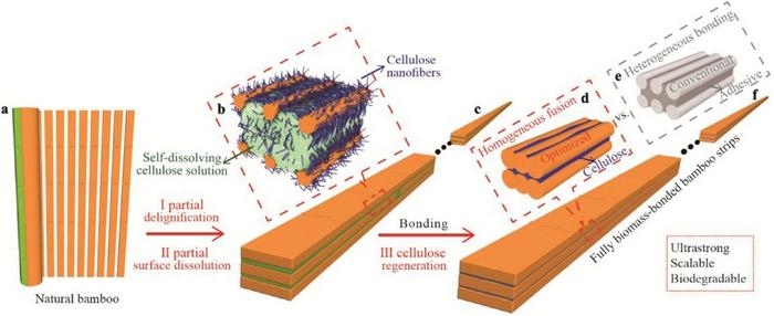 Scientists Develop Scalable Ultrastrong Bamboo Strips Through Revolutionary "Homogeneous Fusion" Technique