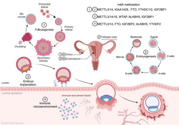 Functional roles of m⁶A modification in reproductive physiology.