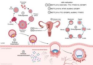 Functional roles of m⁶A modification in reproductive physiology.