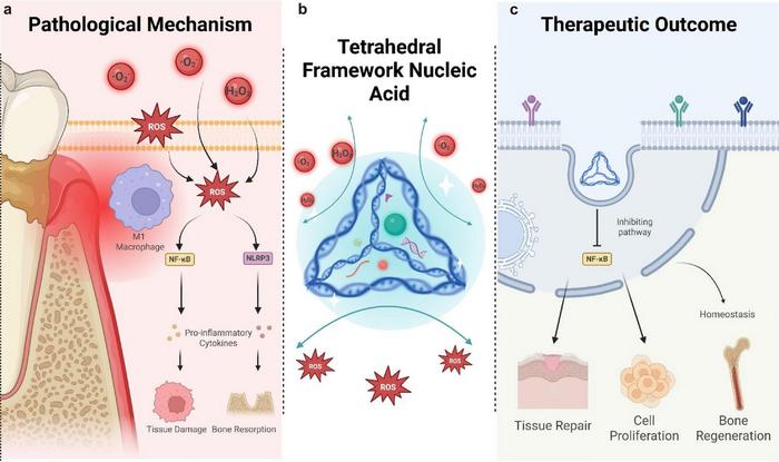 DNA tetrahedra disarm the oxidative storm that fuels oral disease