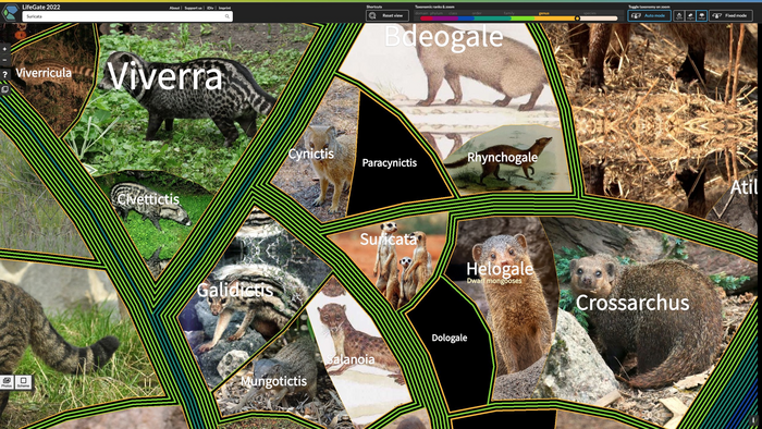 LifeGate mongooses