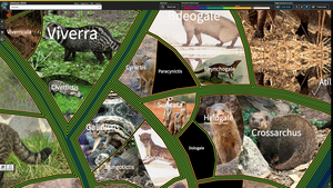 LifeGate mongooses