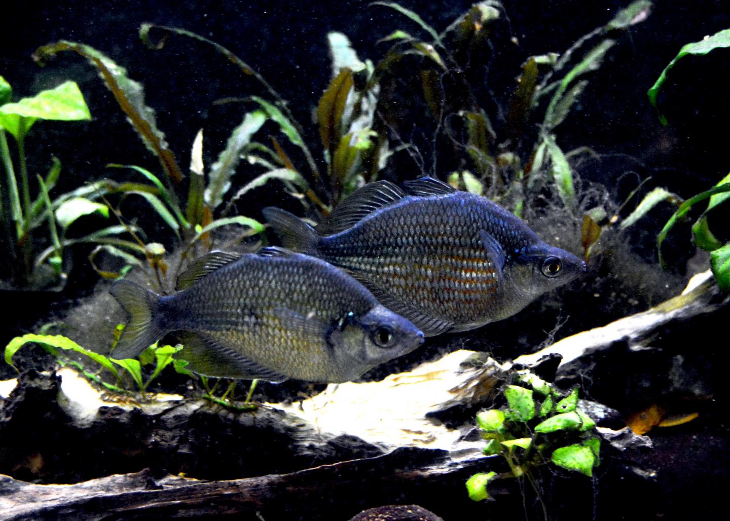 Emerald Rainbowfish