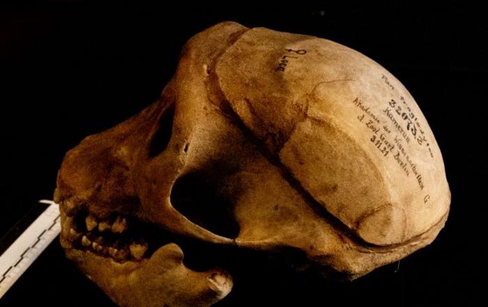 Skull of the chimpanzee Rana-Loca