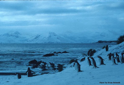 Antarctic