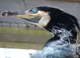 Loke  the Cormorant