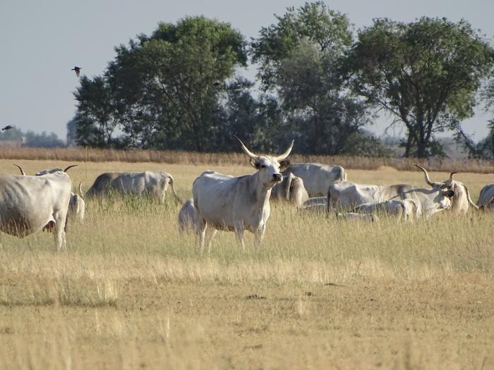 Grazing with Hungarian Grey