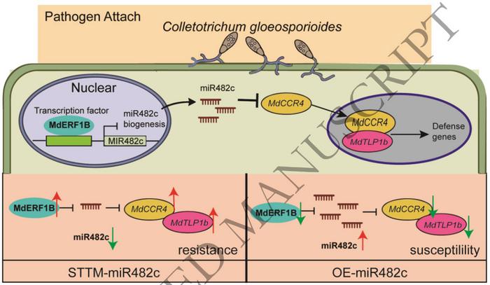 SmMYB32 interacts with SmPYL8 to regulate the biosynthesis of tanshinones.