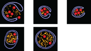 Polio virus figure 2