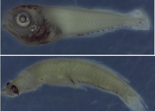 Knowledge of Larval Fish Just a Drop in the Ocean