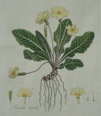<em>Primula vulgaris</em> from Curtis' Floral Londinensis (1777-1798)