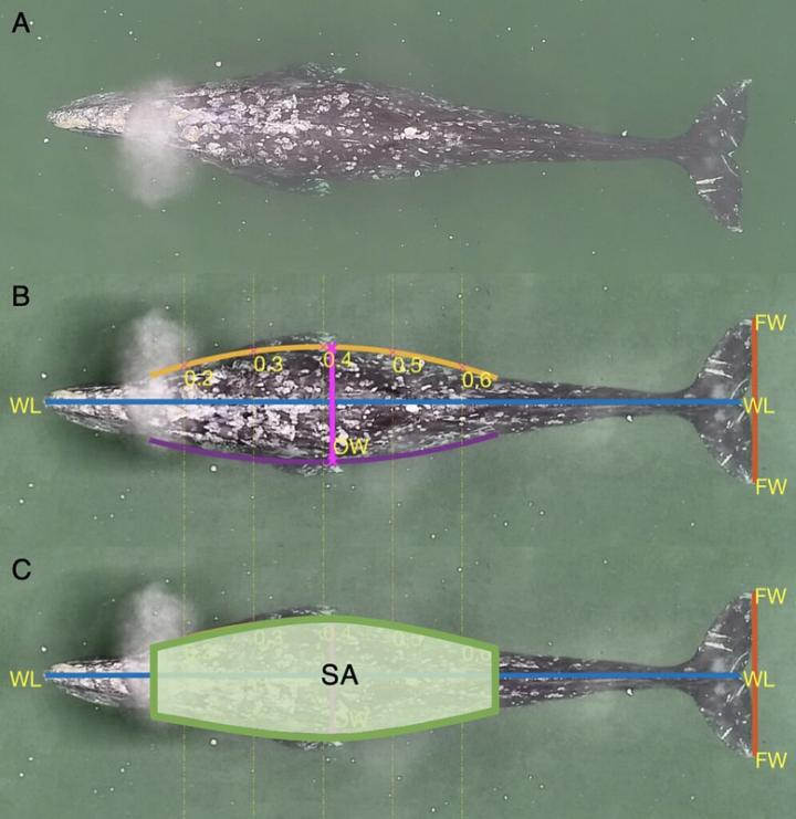 Calculating Whale Body Condition