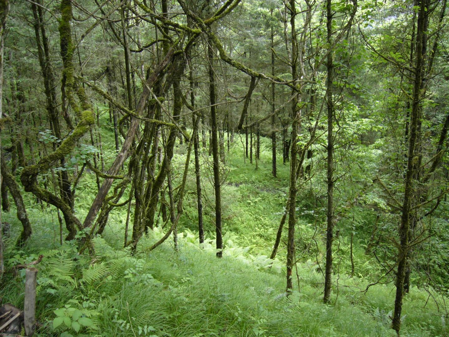 Secondary Forest