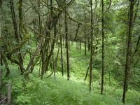 Secondary Forest