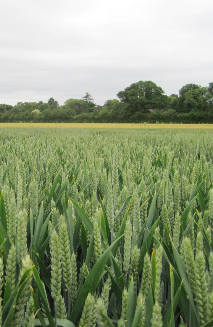 Wheat