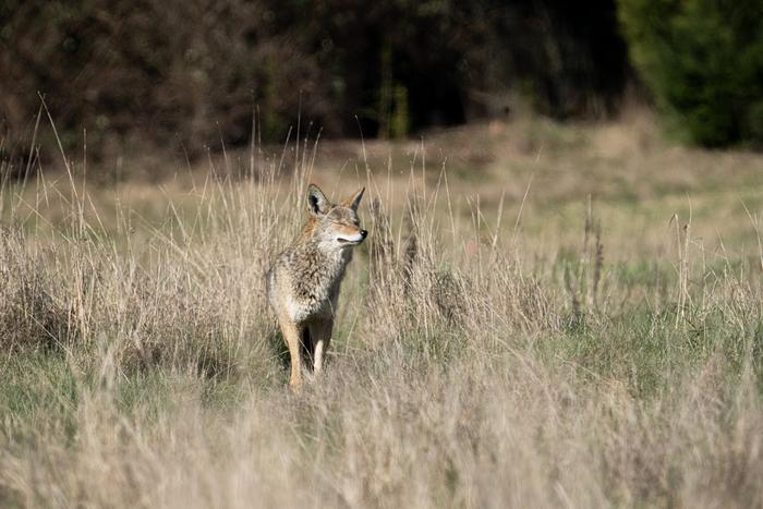 Coyote
