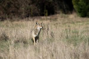 Coyote