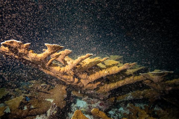 Coral Spawning