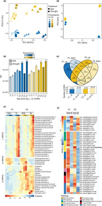 Figure 6. Effect of drought stress on shoot phenolics and transcriptome profiles of two provenances of Norway spruce.