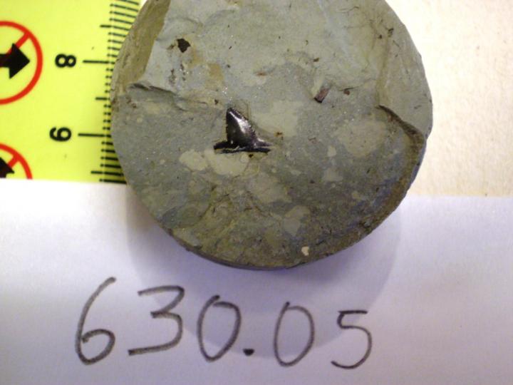 Saltarin Fossil Shark