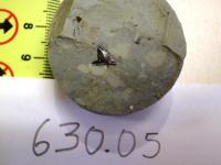 Saltarin Fossil Shark