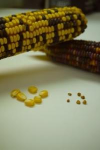 Sugar Transport Protein Linked to Domestication Via Seed Size