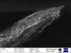 Soil nematode