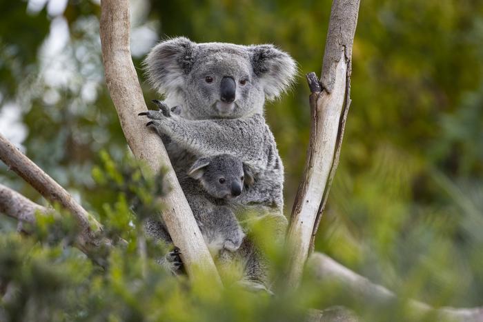Koalas (Phascolarctos cinereus), photo by Damien Lasater, SDZWA