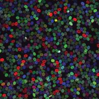 Zebrafish Blood Cells