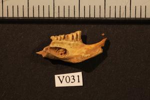 Ancient lemming