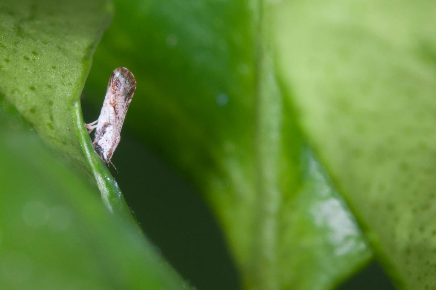 Insect Vector Feeding Recognized by Machine Learning