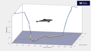 Dolphin's deep dive