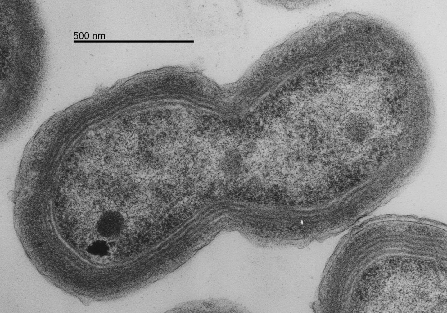 <I>Prochlorococcus</I> Dividing