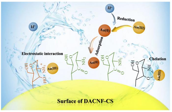 Efficient adsorption and reduction of Au(III) to gold particles using cost-effective chitosan functionalized cellulose nanofiber